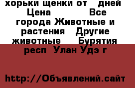 хорьки щенки от 35дней › Цена ­ 4 000 - Все города Животные и растения » Другие животные   . Бурятия респ.,Улан-Удэ г.